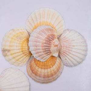 CONCHA DO MAR SCALLOP SHELLS NATURAL COM 500G