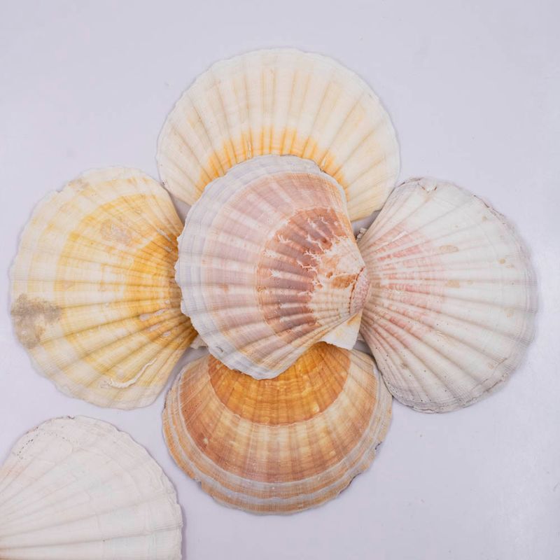 CONCHA-DO-MAR-SCALLOP-SHELLS-NATURAL-COM-500G---UNICA