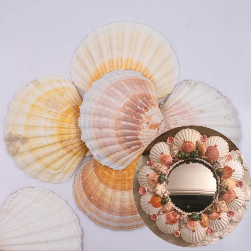 CONCHA-DO-MAR-SCALLOP-SHELLS-NATURAL-COM-500G---UNICA