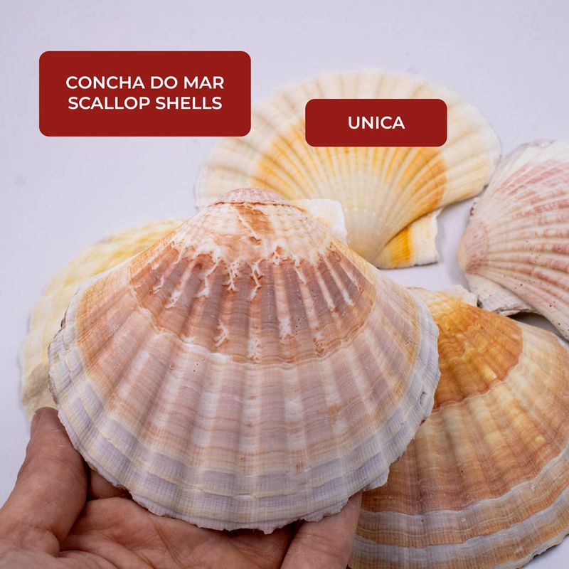 CONCHA-DO-MAR-SCALLOP-SHELLS-NATURAL-COM-500G---UNICA