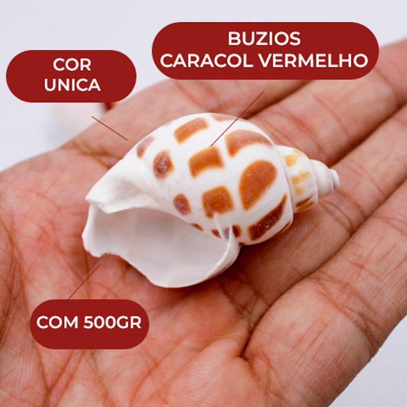 BUZIOS-CARACOL-VERMELHO-COM-500G---UNICA