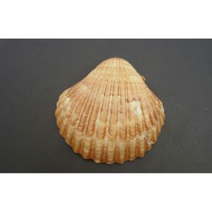 CONCHA DO MAR  PECTEN DIEGENSIS 45MM C/ 10 UN