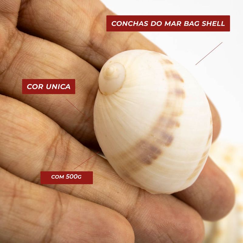 CONCHAS-DO-MAR-BAG-SHELL-COM-500G----UNICA