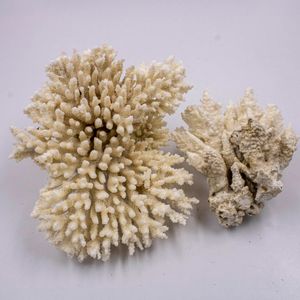 CORAL DRIED NATURAL O KG