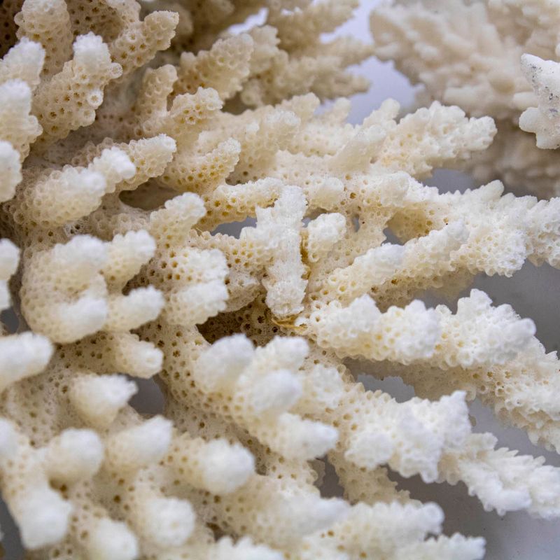 CORAL-DRIED-NATURAL-O-KG---UNICA