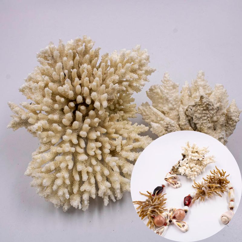 CORAL-DRIED-NATURAL-O-KG---UNICA