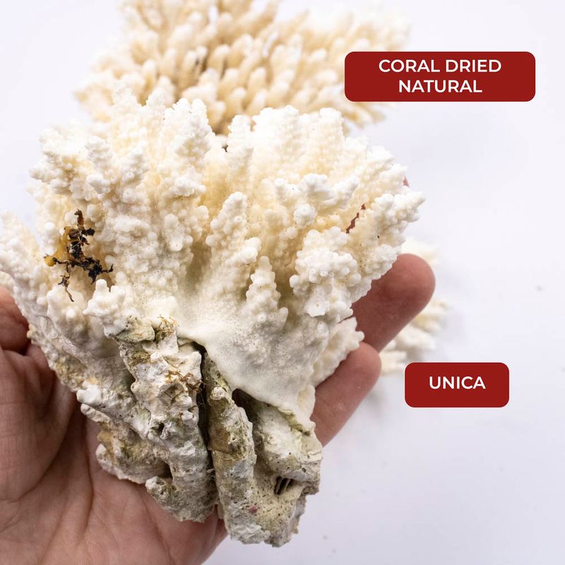 CORAL-DRIED-NATURAL-O-KG---UNICA