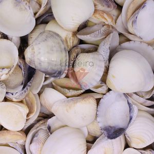 CONCHA DO MAR VONGOLE 3.5X3 1KG