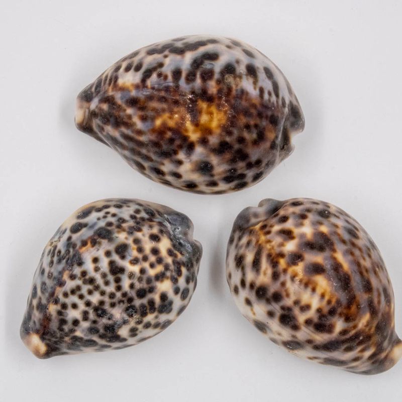 BUZIOS-TIGER-COWRIE-C0M-500G---UNICA