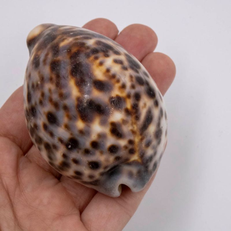 BUZIOS-TIGER-COWRIE-C0M-500G---UNICA