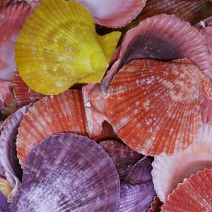 CONCHA DO MAR MUREN ENDIVE 6X11 750G