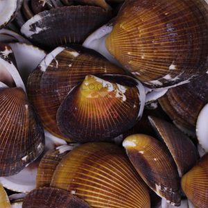 CONCHA DO MAR BROWN COCKLES 33X33 750G