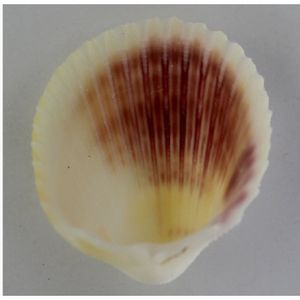 CONCHA DO MAR WHITE COCKLES 4X3.5 1KG