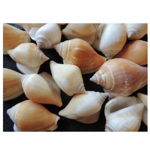 CONCHA DO MAR STROMBUS CANARIUM 57X25 750G