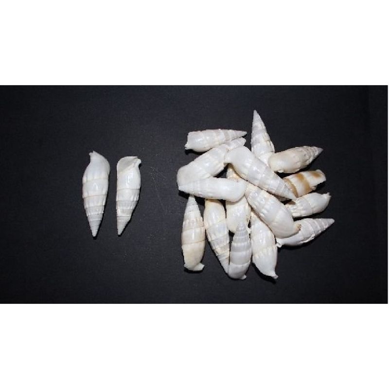 CONCHA-DO-MAR-RHINOCLAVIS-VERTAGUS-50X15MM-750GR-000---UNICA