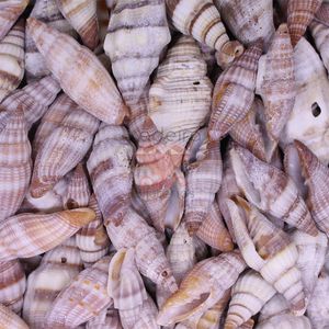 CONCHA DO MAR VEXILLUM DELICATUM 4.5X1.5CM 750G