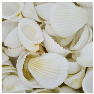 CONCHA DO MAR CLAM ROSE COM 750GR