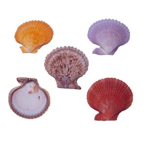 CONCHA DO MAR PECTEN COLOREDE COM 750 GRAMAS