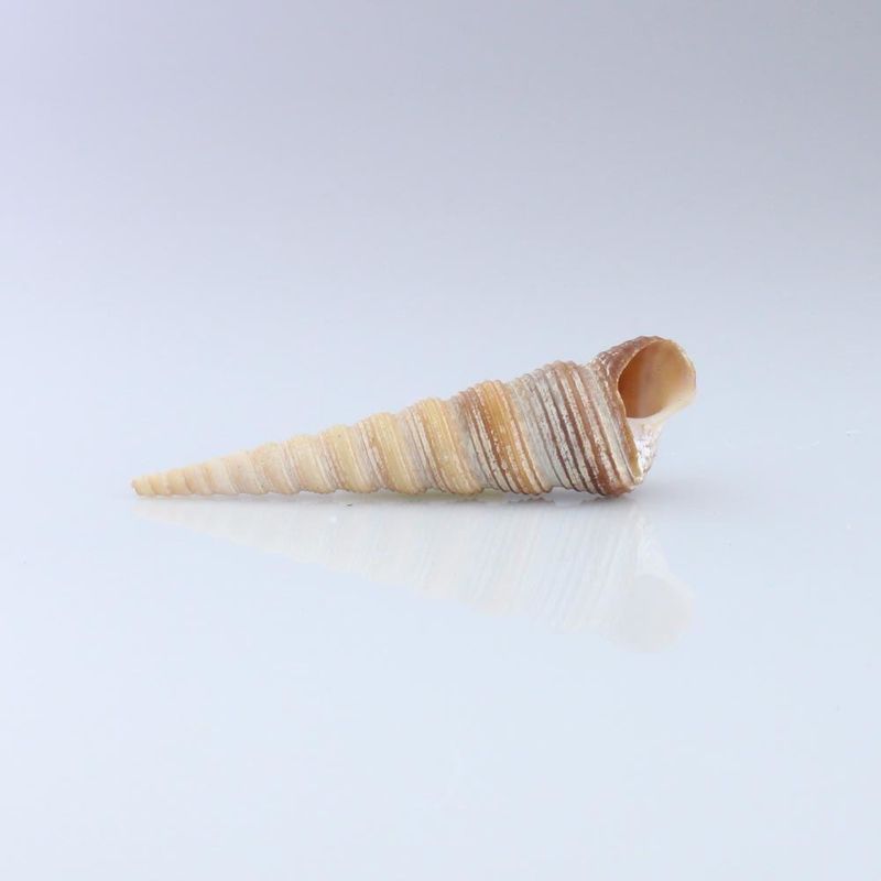 CONCHA-DO-MAR-TURRITELLA-TEREBRA-70X20MM-NATURAL-COM-75G---UNICA