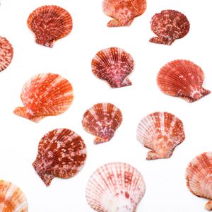 CONCHA DO CLHAMYS SENATORIA PECTEN NOBILIS 75G