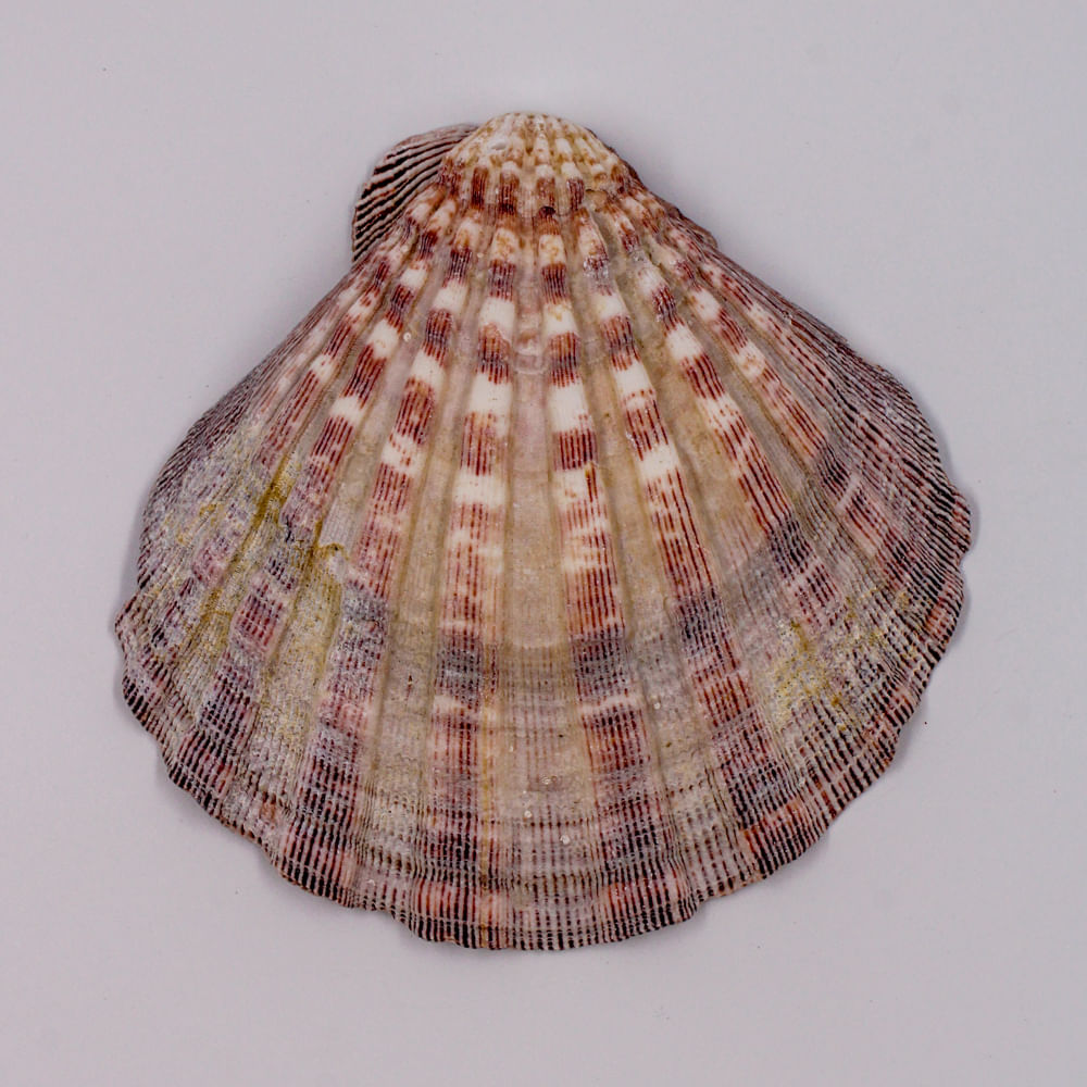 CONCHA-SHELL-SCALLOP-COM-FURO-COM-500GR---916---NATURAL