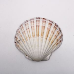 CONCHA SHELL SCALLOP COM FURO COM 500GR