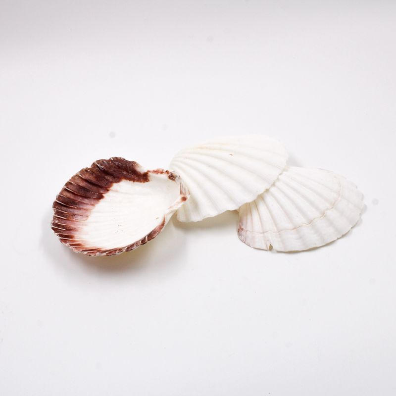 CONCHA-SHELL-SCALLOP-COM-FURO-COM-500GR---209---BRANCO-209