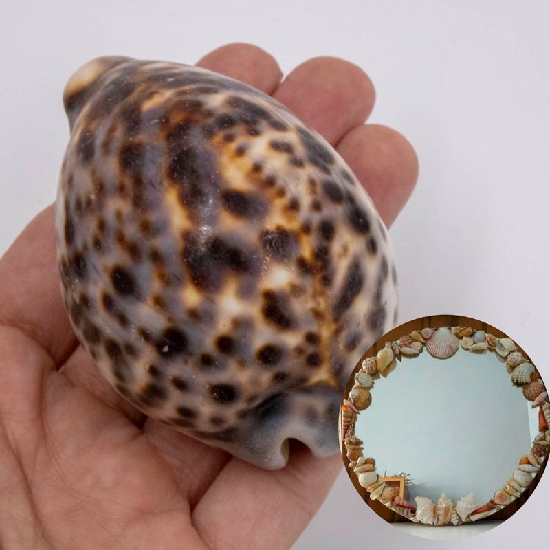 BUZIOS-TIGER-COWRIE-C0M-500G---UNICA