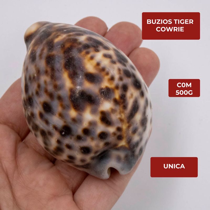 BUZIOS-TIGER-COWRIE-C0M-500G---UNICA