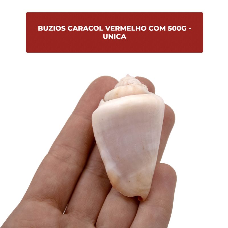 BUZIOS-CARACOL-VERMELHO-COM-500G---UNICA