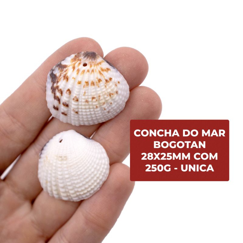 CONCHA-DO-MAR-BOGOTAN-28X25MM-COM-250G---UNICA