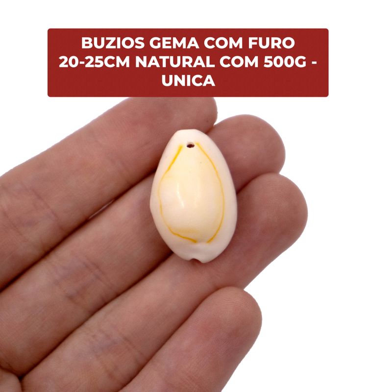 BUZIOS-GEMA-COM-FURO-20-25CM-NATURAL-COM-500G---UNICA