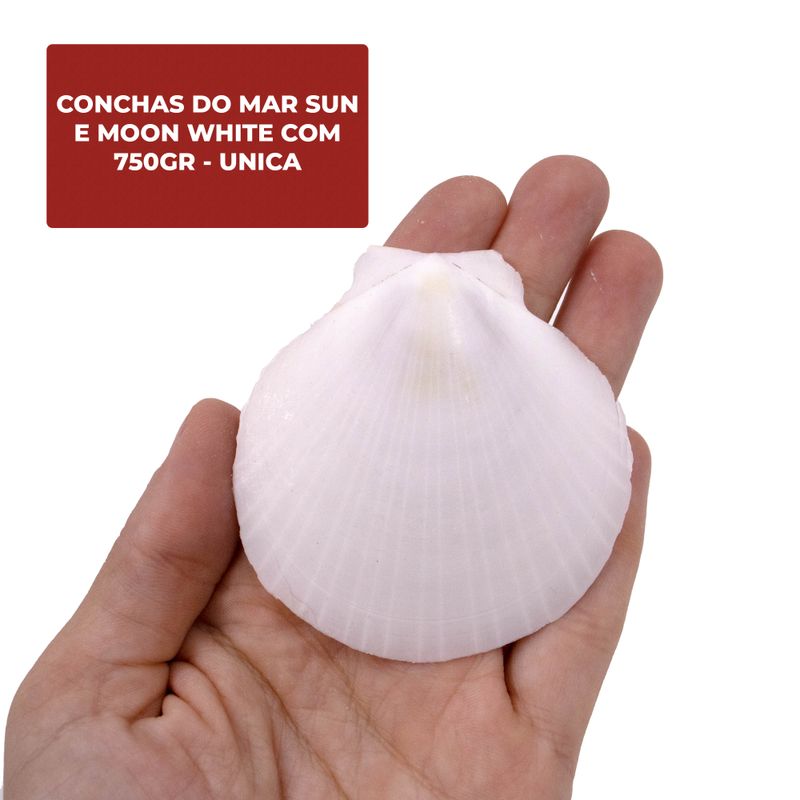 CONCHAS-DO-MAR-SUN-E-MOON-WHITE-COM-750GR---UNICA