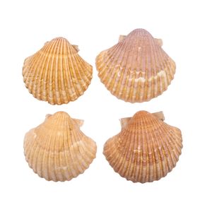 CONCHA DO MAR SCALLOP SHELLS NATURAL COM 500G