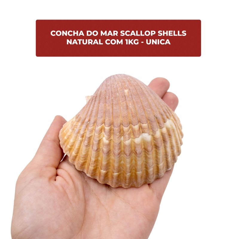 CONCHA-DO-MAR-SCALLOP-SHELLS-NATURAL-COM-1KG---UNICA