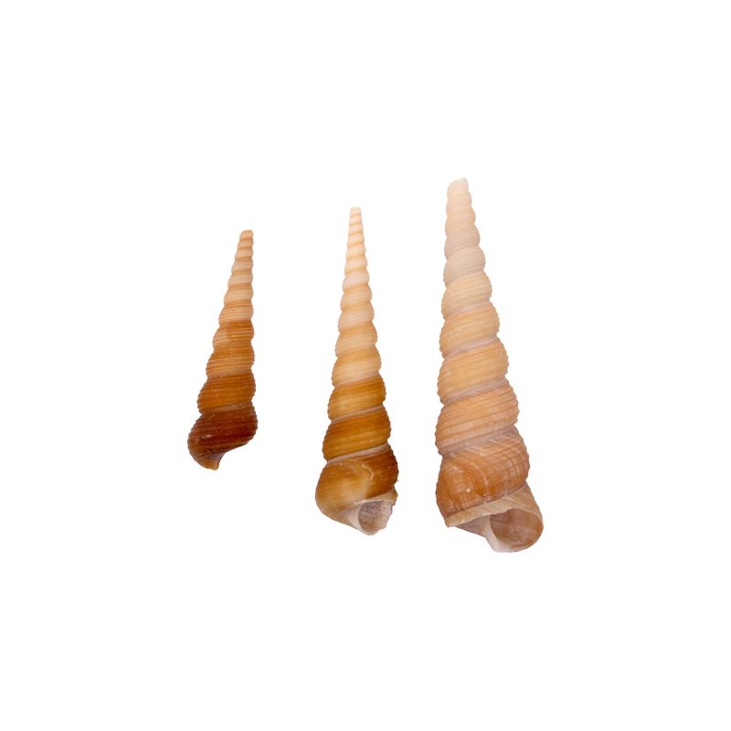 CARAMUJO-TURRITELLA-TEREBRA-NATURAL-COM-750G---UNICA