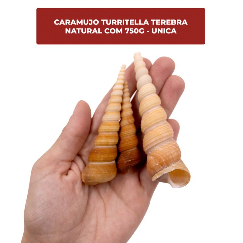 CARAMUJO-TURRITELLA-TEREBRA-NATURAL-COM-750G---UNICA