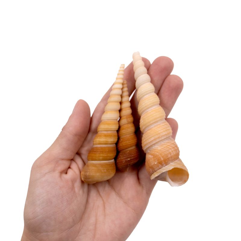 CARAMUJO-TURRITELLA-TEREBRA-NATURAL-COM-750G---UNICA