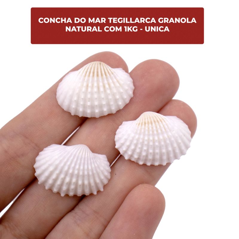 CONCHA-DO-MAR-TEGILLARCA-GRANOLA-NATURAL-COM-1KG---UNICA