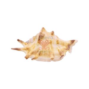 CONCHA DO MAR TORONG T. NATURAL WHITE 6X4.5 500G