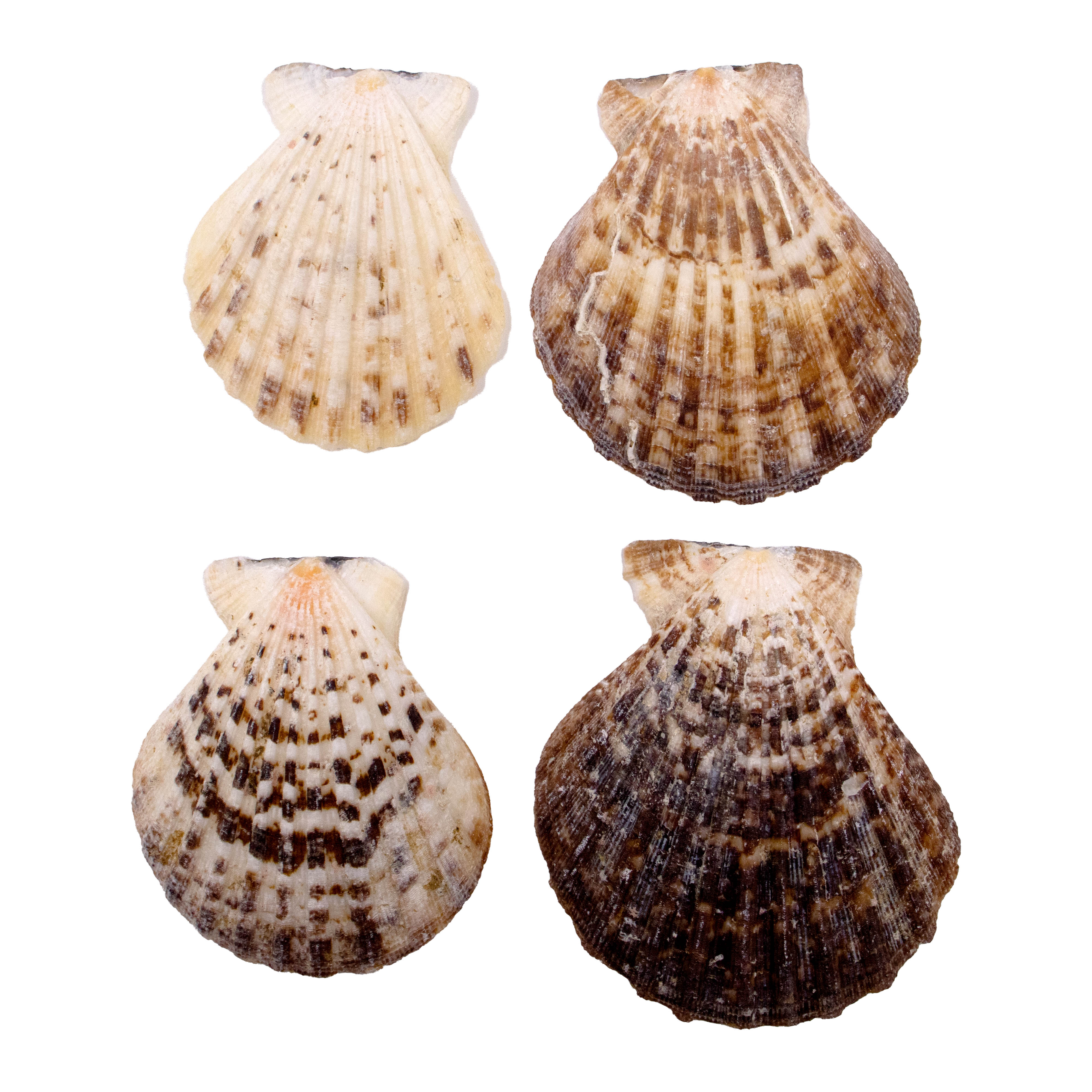 CONCHA DO MAR SCALLOP SHELL  COM 75GR