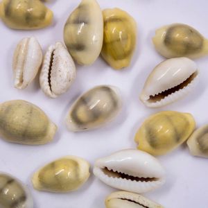 BUZIOS GEMA 25MM NATURAL COM 50G