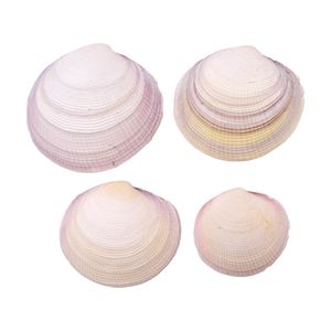 CONCHA DO MAR COOKIA TIGERINA UNPAIR 6.5X7 750G