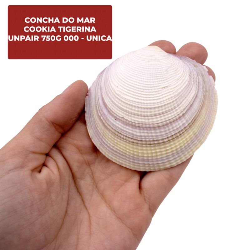 CONCHA-DO-MAR-COOKIA-TIGERINA-UNPAIR-750G-000---UNICA