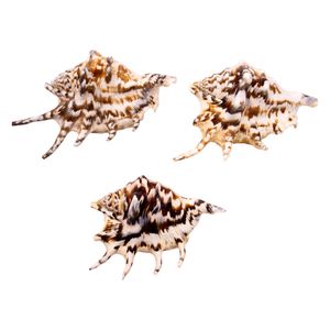 CONCHA DO MAR  LAMBIS CLASS 14X10MM  750G