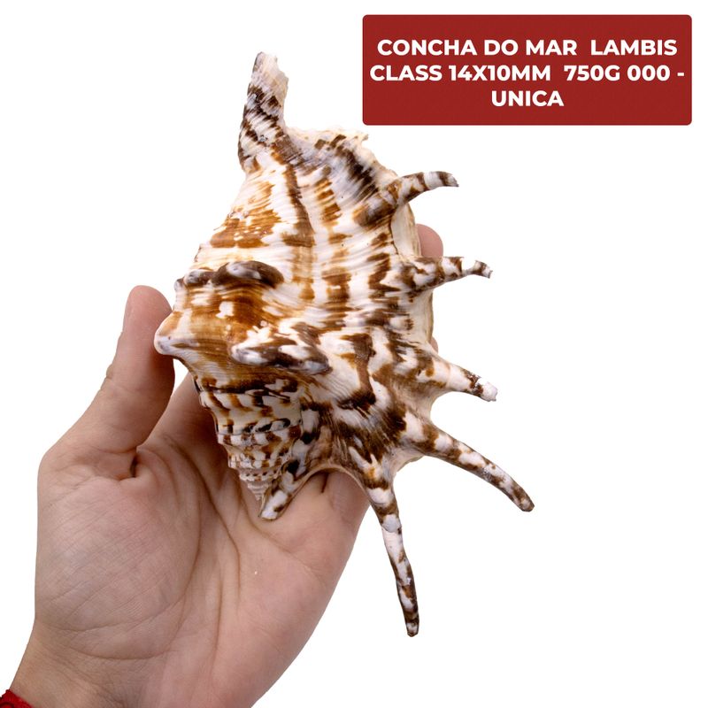 CONCHA-DO-MAR--LAMBIS-CLASS-14X10MM--750G-000---UNICA