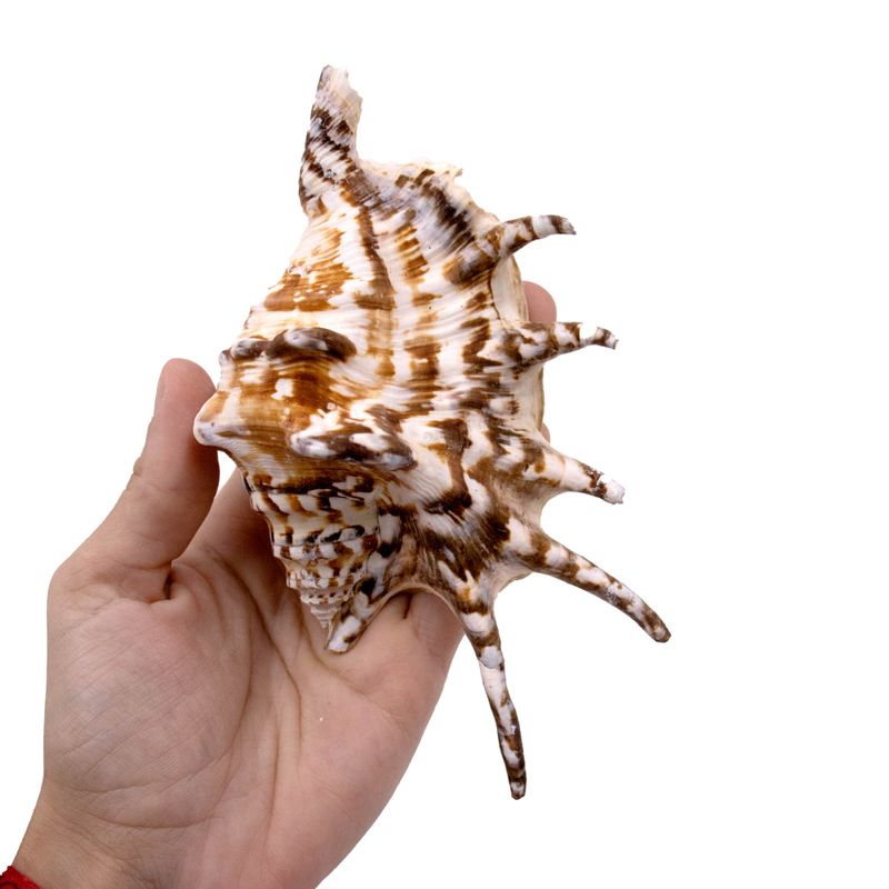 CONCHA-DO-MAR--LAMBIS-CLASS-14X10MM--750G-000---UNICA
