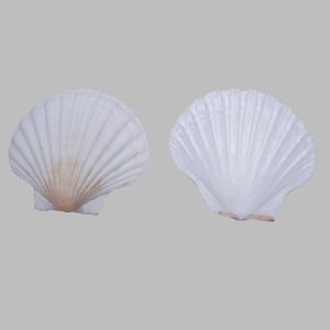 CONCHA DO MAR PECTEN WHITE SCALLOP 10PCS