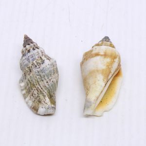 CONCHA DO MAR 50X52MM COM 800GR