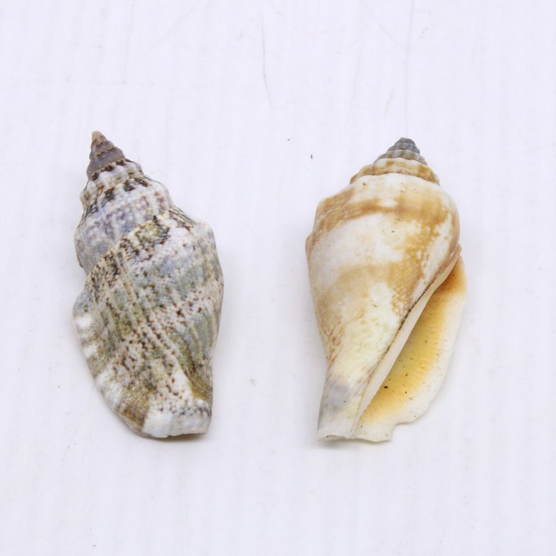 CONCHA-DO-MAR-50X52MM-COM-800GR---000---UNICA